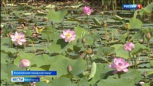 В пруду села Быковка цветут лотосы