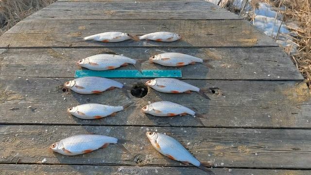 Озеро Глухое Новосибирск 21.04.23 плотва предпочитает опарыша смотреть онлайн