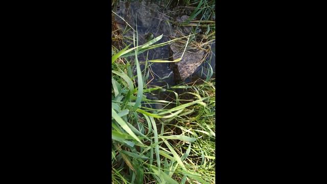 Второй мой выход на голавля фидером. Рыбалка в Польше смотреть онлайн