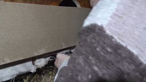 Бюджетный Курятник своими руками Готов!