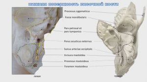 височная кость, каналы височной кости, лицевой канал, сонный канал, мышечно-трубный канал