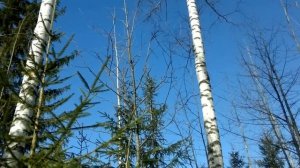 Людмила Якушева  Мать-береза