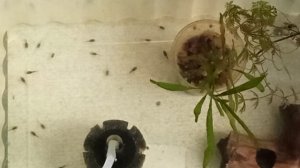 Утренние кормление малька (анциструса)