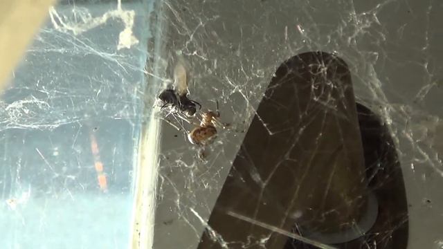 Из жизни насекомых. Арахнофобам не смотреть! смотреть онлайн