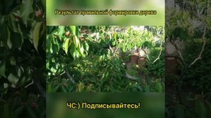 Как ФОРМИРОВАТЬ КРОНУ или как ГРАМОТНО ОБРЕЗАТЬ ДЕРЕВЬЯ? Результат. Выводы