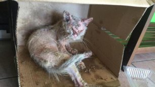 Облезлая кошка забилась под машину и ждала помощи, а через 5 месяцев от её красоты не отвести глаз