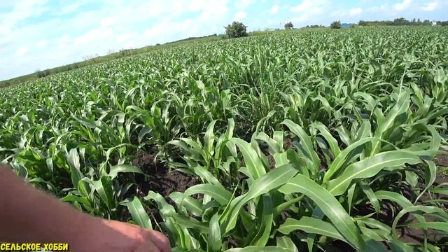 Выращивание Белого Зернового Сорго на Кубани/Что нужно знать при выращивании Сорго. смотреть онлайн