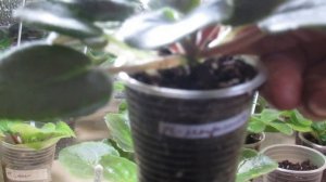 ПОЧЕМУ ФИАЛКИ МЕДЛЕННО РАСТУТ.