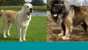 Алабай против кавказской овчарки.