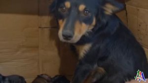 Собака родила щенят, но хозяева   поместили в картонную коробку и оставили на улице без еды и воды