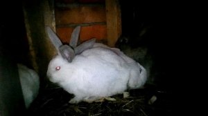 Кролики хиколь пробный вариант