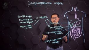 Эмульгирование жиров под действием желчи. 9 класс.