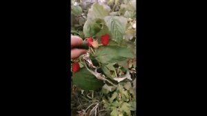 Ремонтантная малина Полька биодинамический метод выращивания (360p).mp4