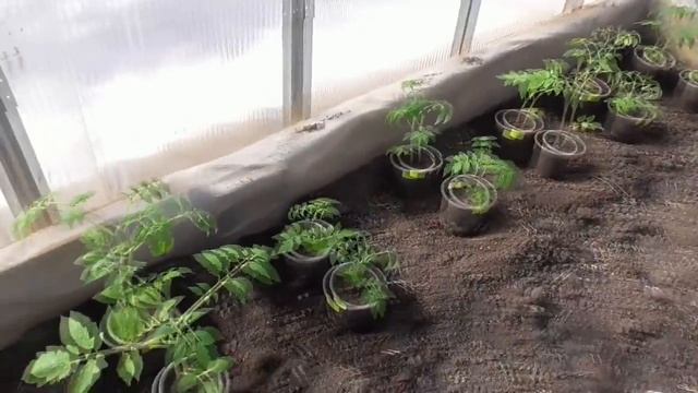 КАКИЕ ТОМАТЫ Я ВЫСАЖИВАЮ В ПЕРВУЮ ОЧЕРЕДЬ. Ольга Чернова.