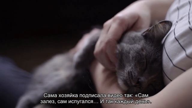 Хомяк испугался зевающего кота (видео) смотреть онлайн