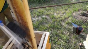 Пересадка пчел в улей Warre (очень подробно)