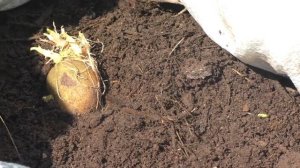 №2 Честно о выращивание картофеля в мешках.Посадка картофеля.