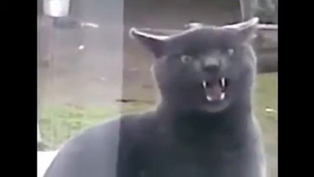 Животные говорящие Pets speaking смотреть онлайн