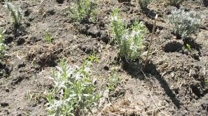 Все о лаванде. Лаванда разных возрастов