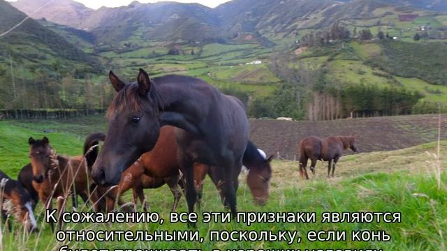 Сколько живут лошади смотреть онлайн