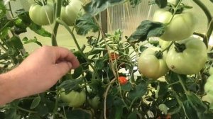 ? Томат Фрося F1 от агрофирмы "Партнер"| Бешенная урожайность и хороший вкус