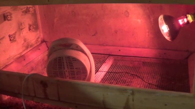 Как помыть и продезинфицировать брудер. смотреть онлайн