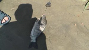 Рыбалка на закидушки.  Старым дедовским способом.