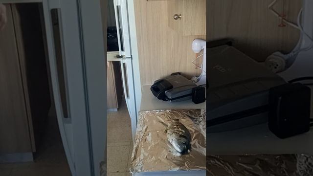 морской карась (дорадо, ципура) в фольге на електрогриле в сметане. смотреть онлайн