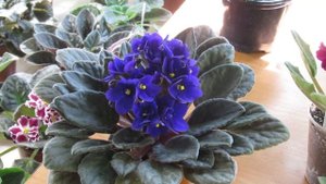 КАК ПРАВИЛЬНО ПОЛИВАТЬ ФИАЛКИ. КАК ПОНЯТЬ , ЧТО ОНИ НУЖДАЮТСЯ В ПОЛИВЕ?