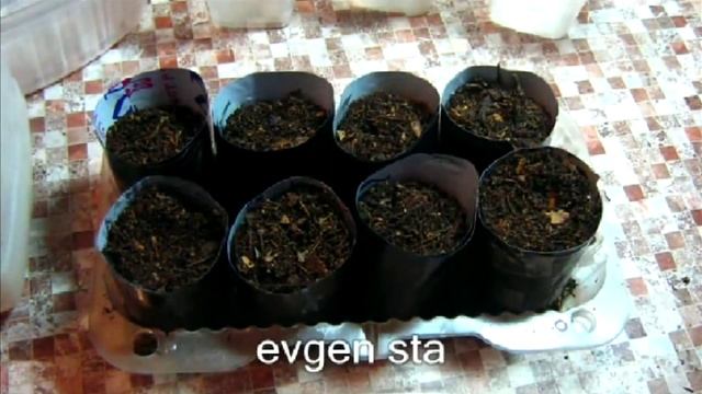 СТАКАНЧИКИ для рассады своими РУКАМИ смотреть онлайн