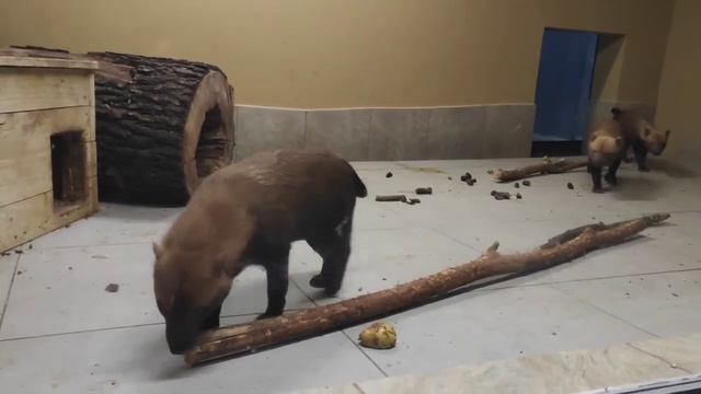 Утренние хлопоты кустарниковых собак смотреть онлайн