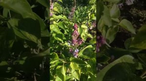 Варигатная сирень Аукубафолия в Екатеринбурге