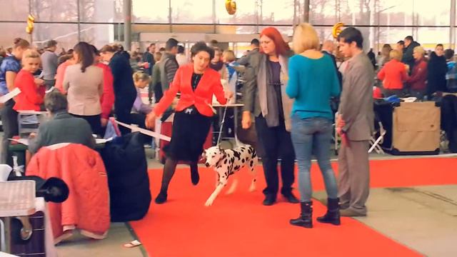 Моно далматин - 01.02.15 смотреть онлайн