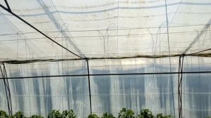 как накрыть вторую пленку в теплице