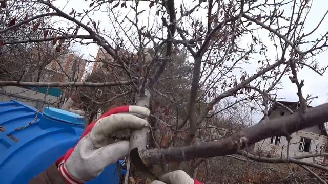 Обрезка сливы со свисающими ветвями смотреть онлайн