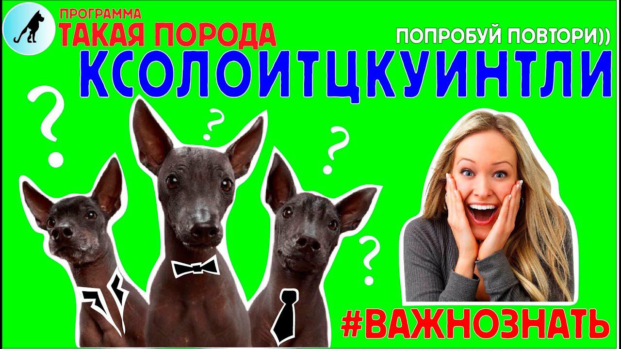 Такая порода - Ксолоитцкуинтли