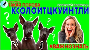 Такая порода - Ксолоитцкуинтли