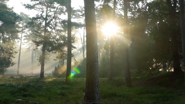 Кто же так истошно кричит, думала волчица, обнюхивая брошенного младенца. Как вдруг! смотреть онлайн