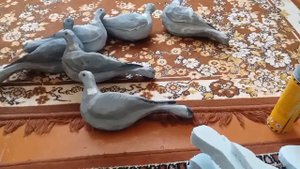 чучело вяхиря своими руками