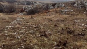 Грибы в Крыму. сбор синеножки 20 Ноября. Грибы 2021.