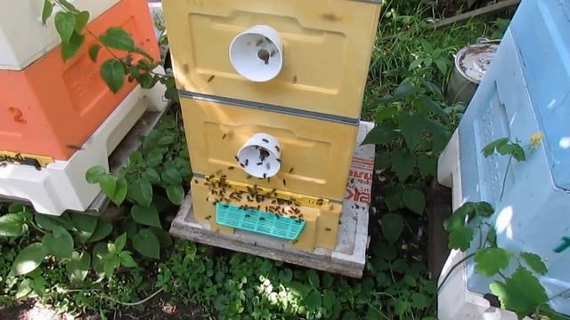 обработка пчел в июне от клеща Варроа пихтовым маслом - в улье Кука ( обновление 18. 06. 2022 )