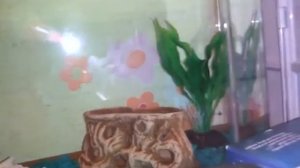 Как ухаживать за рыбкой петушок