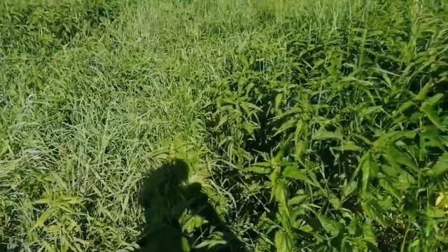 Косим мотоблоком! смотреть онлайн