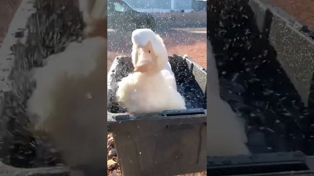 Duck shaking off water in slow motion ?