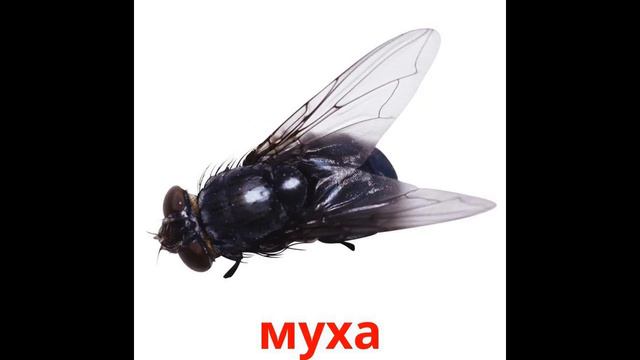 Маленькие насекомые