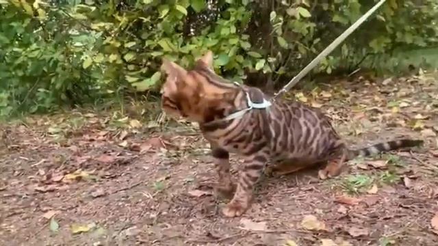 Питомник бенгальских кошек ДОМАШНИЙ ЛЕОПАРД. Кошечка Жаклин Жени