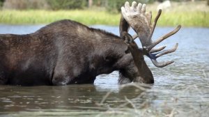 Rocky Mountain National Park Wildlife Trip | 1 day | 2020