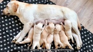 Беременность собаки по дням: подробно, таблица