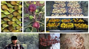 инЖИр, ЖИмолость, гРАнат, виногРАд, ХУрма. саженцы, черенки. #владинжирный #инжир #жимолость