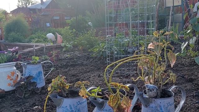 26 Июня 2022 г. Воскресенье. В саду новая архитектурная форма (МАФ). смотреть онлайн